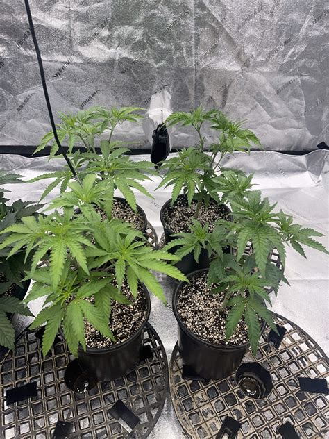  Girl Scout Cookies feminised Ganja. . Banana buttercups seeds for sale